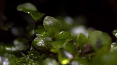 Yosun makrosu bir sürü ayrıntıyla kapat