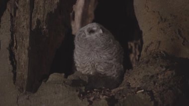 Cute little owl or brown owl (Strix Aluco) in a tree cavity in the evening forest