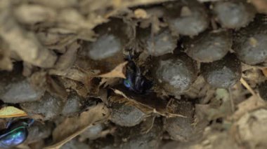 Bok Böceği Geotrupidae, Böcekler, Coleoptera Toprak Sıkıcı Bok Böcekleri
