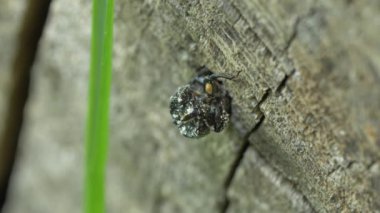 Ağaç gövdesinde parlak gergedan böceği