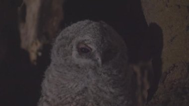 Cute little owl or brown owl (Strix Aluco) in a tree cavity in the evening forest