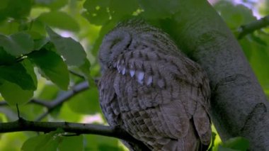 Avcı Tür Kuşu Tawny Baykuş Strix Aluco