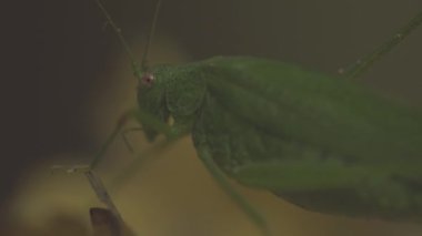 Yaprağın üzerinde oturan yeşil çekirge. Yakın plan.