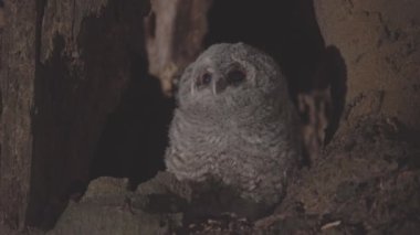 Ormandaki bir ağaç boşluğunda sevimli küçük baykuş ya da kahverengi baykuş (Strix Aluco)