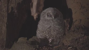 Cute little owl or brown owl (Strix Aluco) in a tree cavity in the evening forest