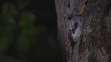 Ormandaki bir ağaç boşluğunda sevimli küçük baykuş ya da kahverengi baykuş (Strix Aluco)