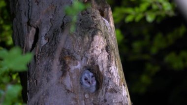 Cute little owls or brown owls (Strix Aluco) in a tree cavity in the evening forest
