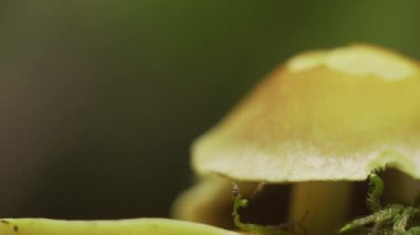 Orman mantarları yakın plan.