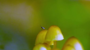 Mantar Süper Yakın Stok Görüntüsü