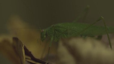 Yaprağın üzerinde oturan yeşil çekirge. Yakın plan.