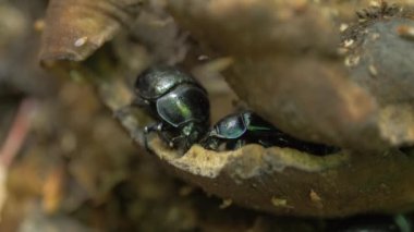Bok böcekleri eski mantarı yer, yakın plan.