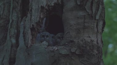 Ormanda genç Tawny Baykuşlar (Strix Aluco), yuvada küçük civcivler
