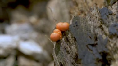 Lycogala Epidendrum Mycophilic Fungus Myxomycete Ormanda