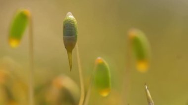 Moss macro close up with lots of details