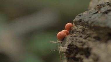 Lycogala Epidendrum Mycophilic Fungus Myxomycete Ormanda
