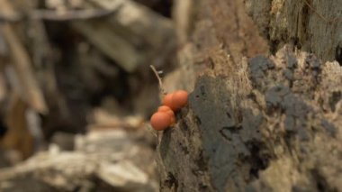 Lycogala Epidendrum Mycophilic Fungus Myxomycete Ormanda