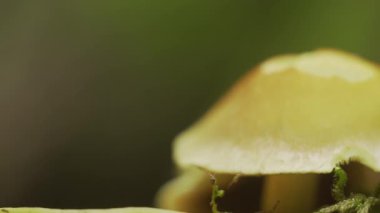 Mantar Süper Yakın Stok Görüntüsü