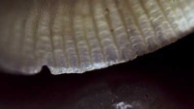 Mantar Süper Yakın Stok Görüntüsü