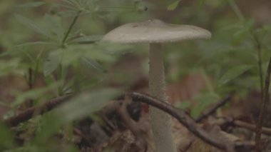 Ormandaki Mantar Şapka Yakın Çekim