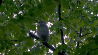 Juvenile Tawny Owl (Strix Aluco) In Forest, Baby Chick Perching On A Branch