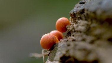 Lycogala Epidendrum Mycophilic Fungus Myxomycete Ormanda