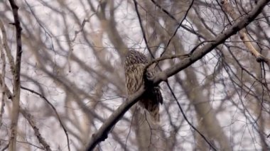 Ağaçtaki Ural Baykuşunun Portresi