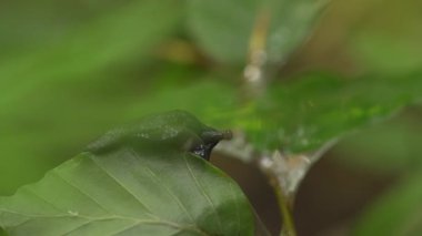 Bir Kahverengi Bahçe Sümüklüböceğinin Yakın Çekimi (Arion Hortensis)