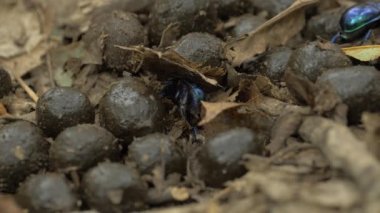 Bok Böceği Geotrupidae, Böcekler, Coleoptera Toprak Sıkıcı Bok Böcekleri