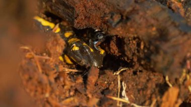 semender (Salamandra salamandra) yakın çekim yangın