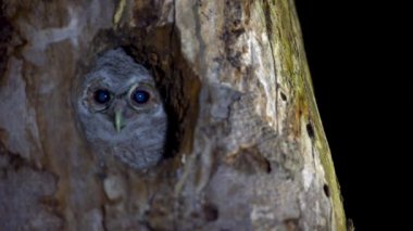 Ormandaki bir ağaç boşluğunda sevimli küçük baykuş ya da kahverengi baykuş (Strix Aluco)