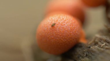 Lycogala Epidendrum, Mycophilic Mantar, Myxomycete in forest, kapat