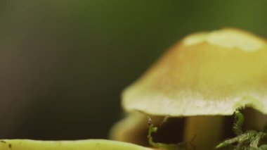 Orman mantarları yakın plan.