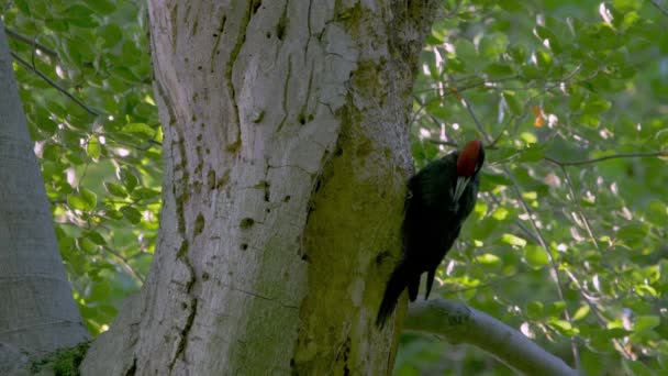 Black Woodpecker Tree Nest Forest Careful Dryocopus Martius — Vídeo de Stock
