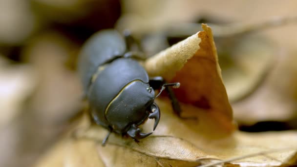 Big Black Stag Beetle Sitting Leaves Autumn Forest Close — Video