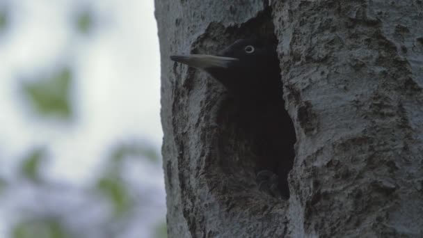 Ciocănitoarea Neagră Copac Într Cuib Pădure Dryocopus Martius Aproape — Videoclip de stoc