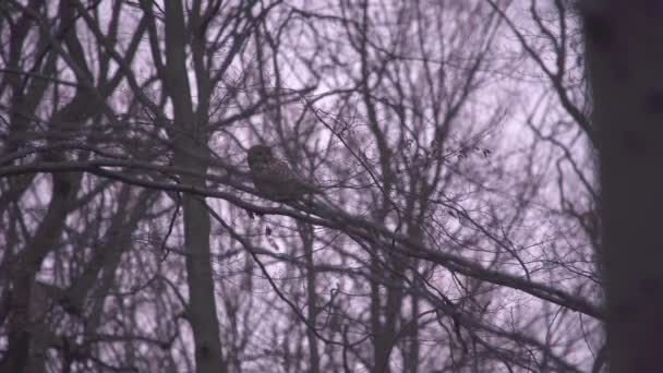 Portrait Ural Owl Tree — Vídeos de Stock