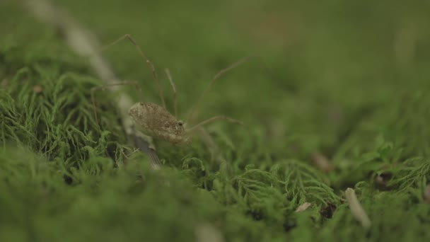 Close Macro Shot Harvestman Spider Phalangium Opilio Moss — Αρχείο Βίντεο