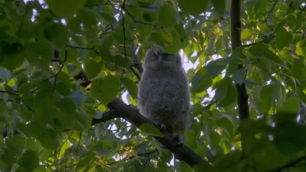 Joven Lechuza Strix Aluco Dormitando Sobre Una Rama Árbol — Vídeo de stock