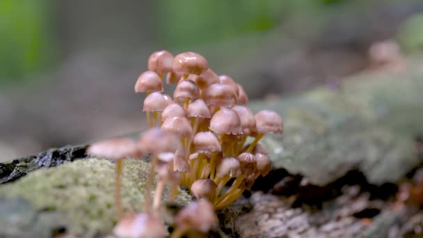 Group Mushrooms Autumn Woods Mushroom Family Growing Forest Glade — Vídeo de stock