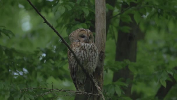 Bird Prey Species Tawny Owl Strix Aluco — Stockvideo