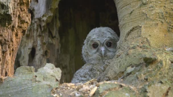 Little Cute Tawny Owl Brown Owl Strix Aluco Hidden Hollow — Stockvideo