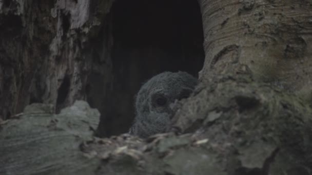 Cute Little Owl Brown Owl Strix Aluco Tree Cavity Evening — Vídeo de Stock