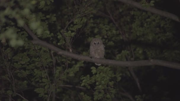 Juvenile Tawny Owl Strix Aluco Forest Baby Chick Perching Branch — Stok Video