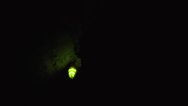 Taking Video Fireflies Glowing — Stockvideo