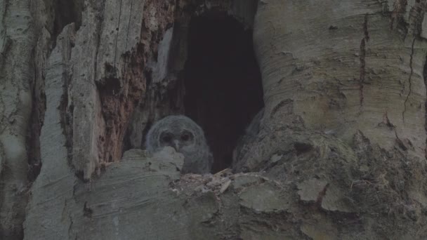 Little Cute Tawny Owl Brown Owl Strix Aluco Hidden Hollow — Stock Video