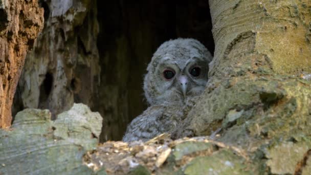 Little Cute Tawny Owl Brown Owl Strix Aluco Hidden Hollow — Stockvideo