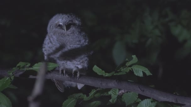 Juvenile Tawny Owl Strix Aluco Forest Baby Chick Perching Branch — Stok video