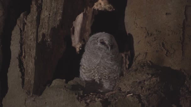 Cute Little Owl Brown Owl Strix Aluco Tree Cavity Evening — Stockvideo