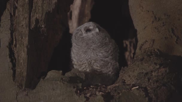 Lindo Búho Pequeño Búho Marrón Strix Aluco Una Cavidad Árbol — Vídeos de Stock