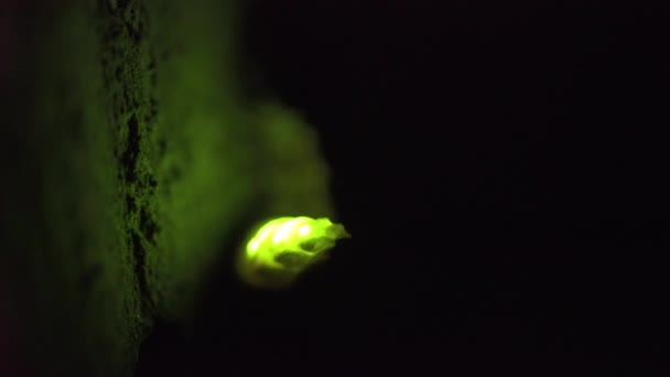 Taking Video Fireflies Glowing — Stockvideo
